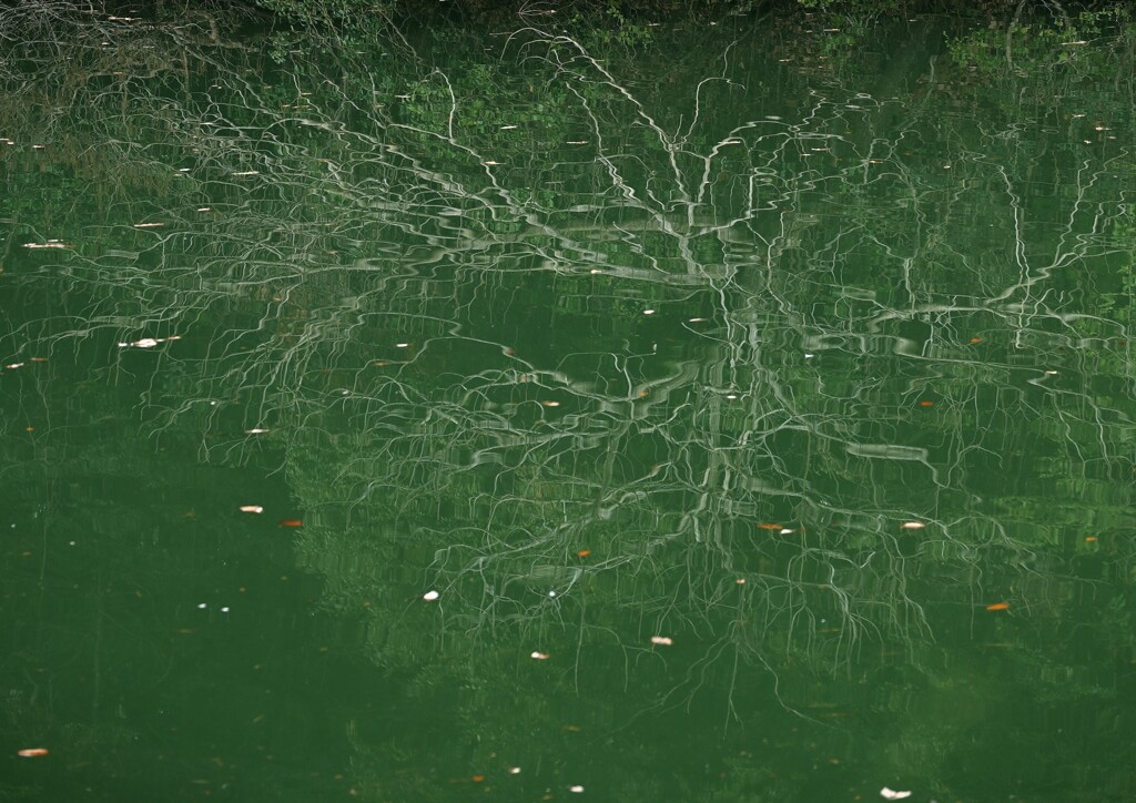 枯木水鏡
