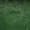 枯木水鏡