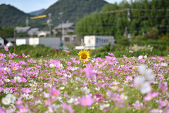 頭ひとつ