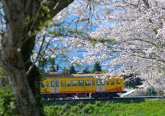お花見列車