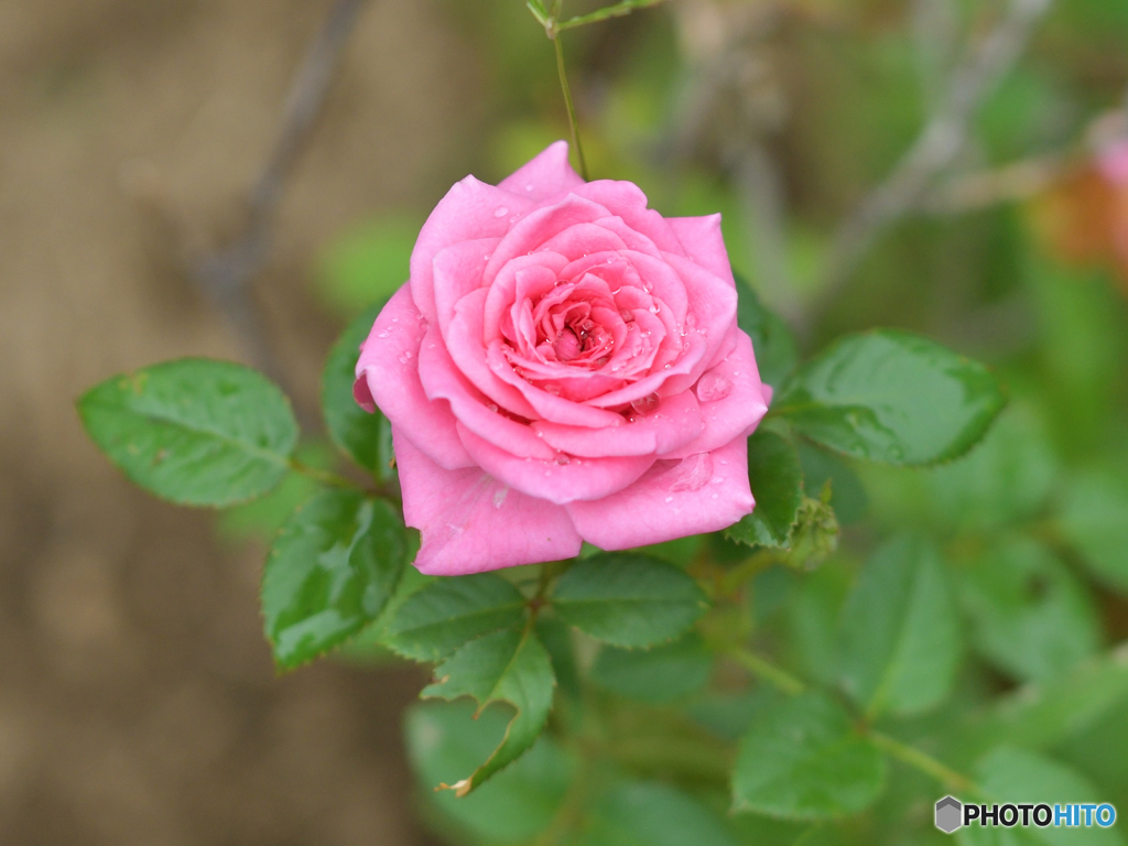 雨上がりの薔薇