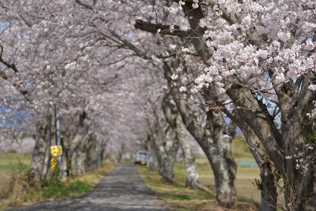 農道の桜並木