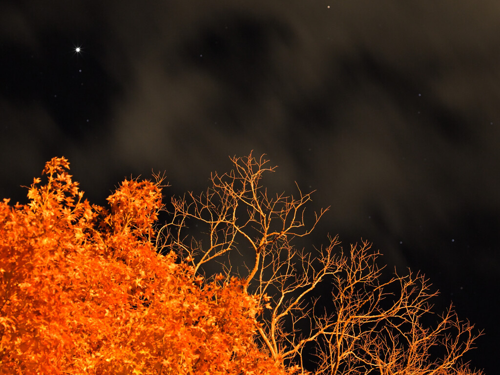 外灯の紅葉