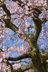 枝垂れ桜