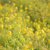 菜の花畑