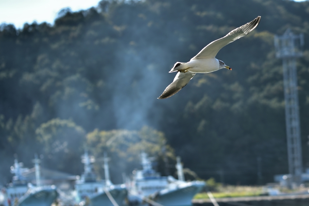 カモメが飛んだ日