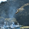 カモメが飛んだ日