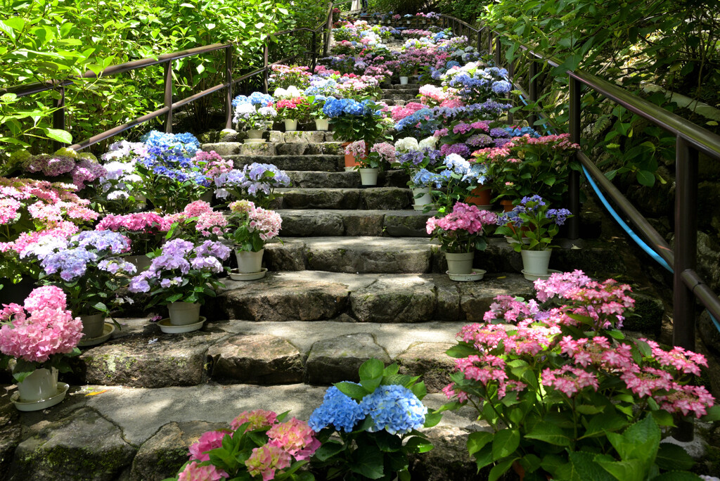 鉢植えの美