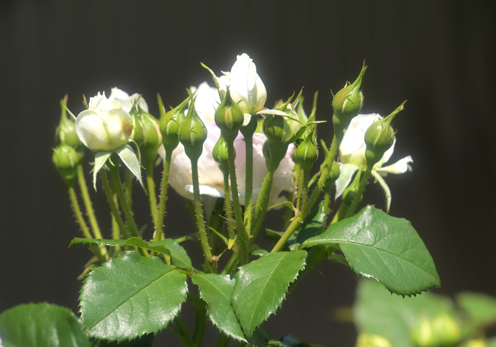 花冠
