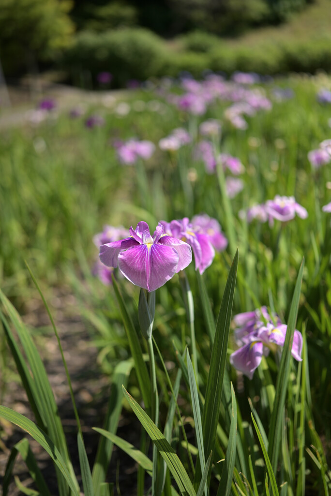 菖蒲園