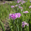 菖蒲園