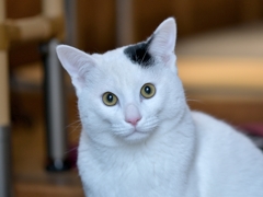 ニャにか？