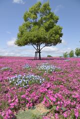 芝桜の公園