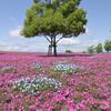 芝桜の公園