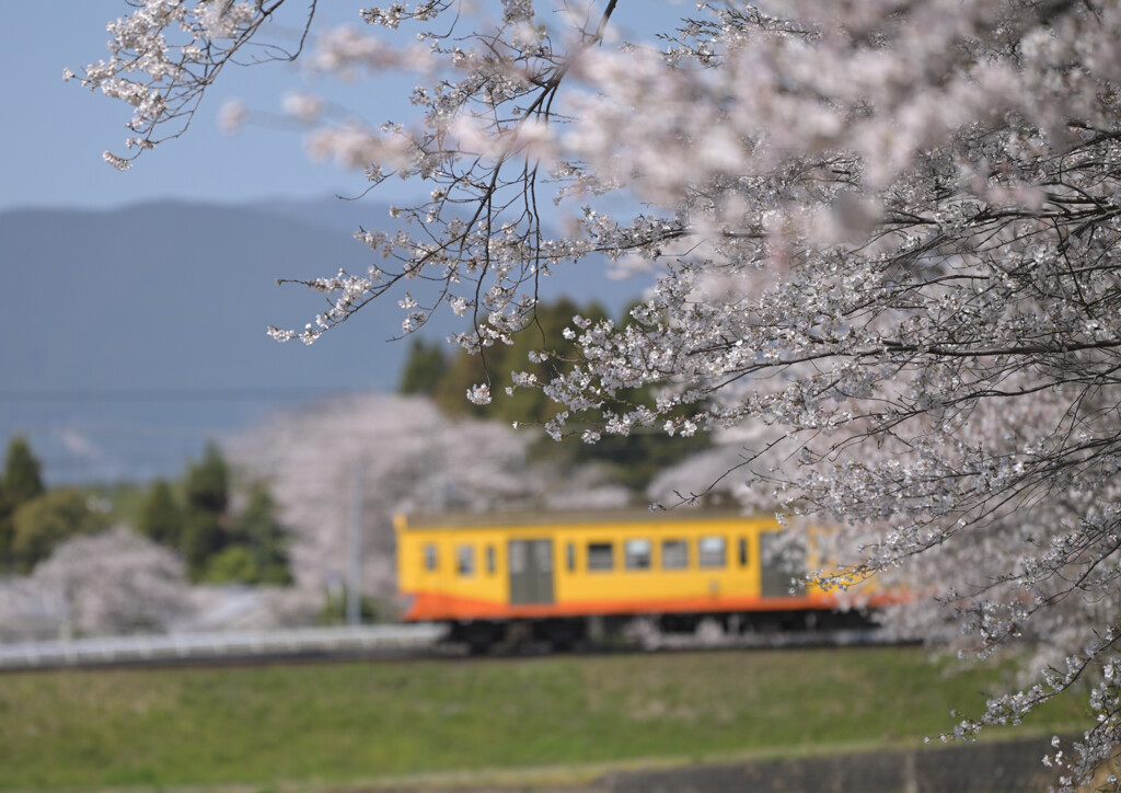 お花見ローカル路線