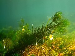 水中花