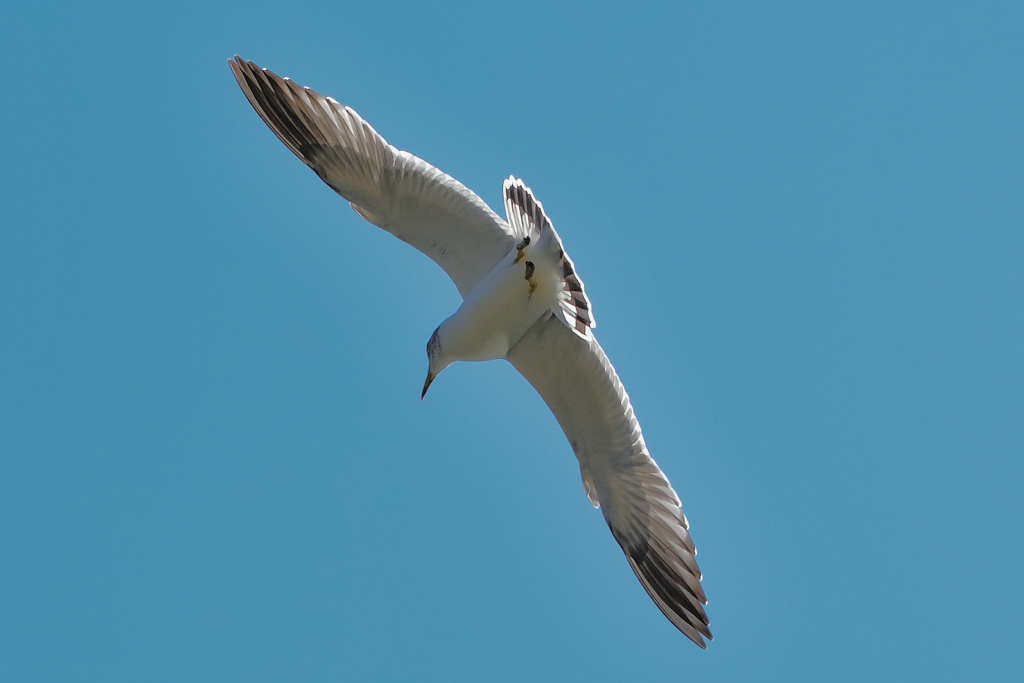 カモメが飛んだ日Vol.2