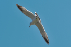 カモメが飛んだ日Vol.2