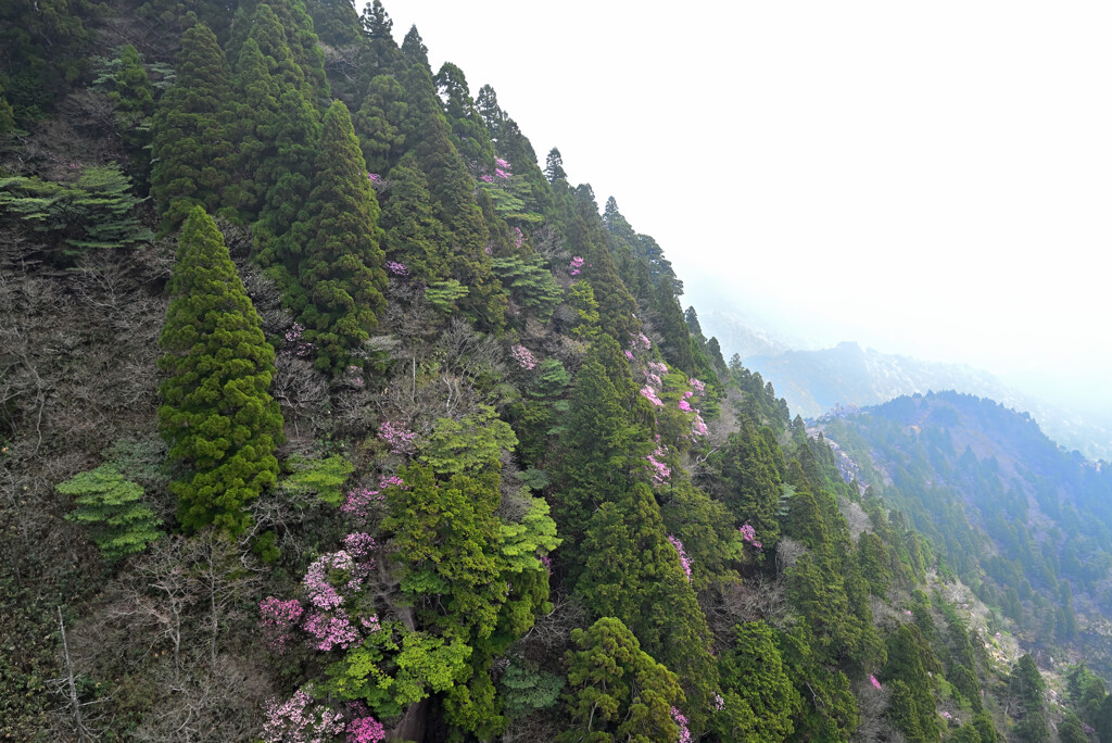 山の春
