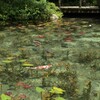 モネの池⑥