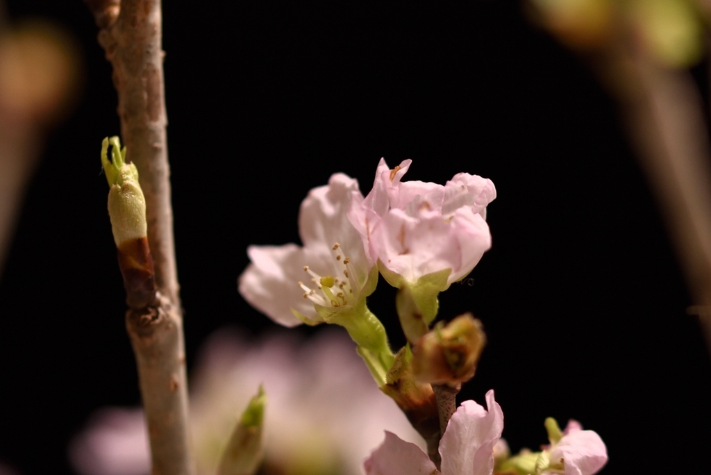 気の早い桜１