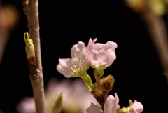 気の早い桜１