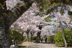 桜公園