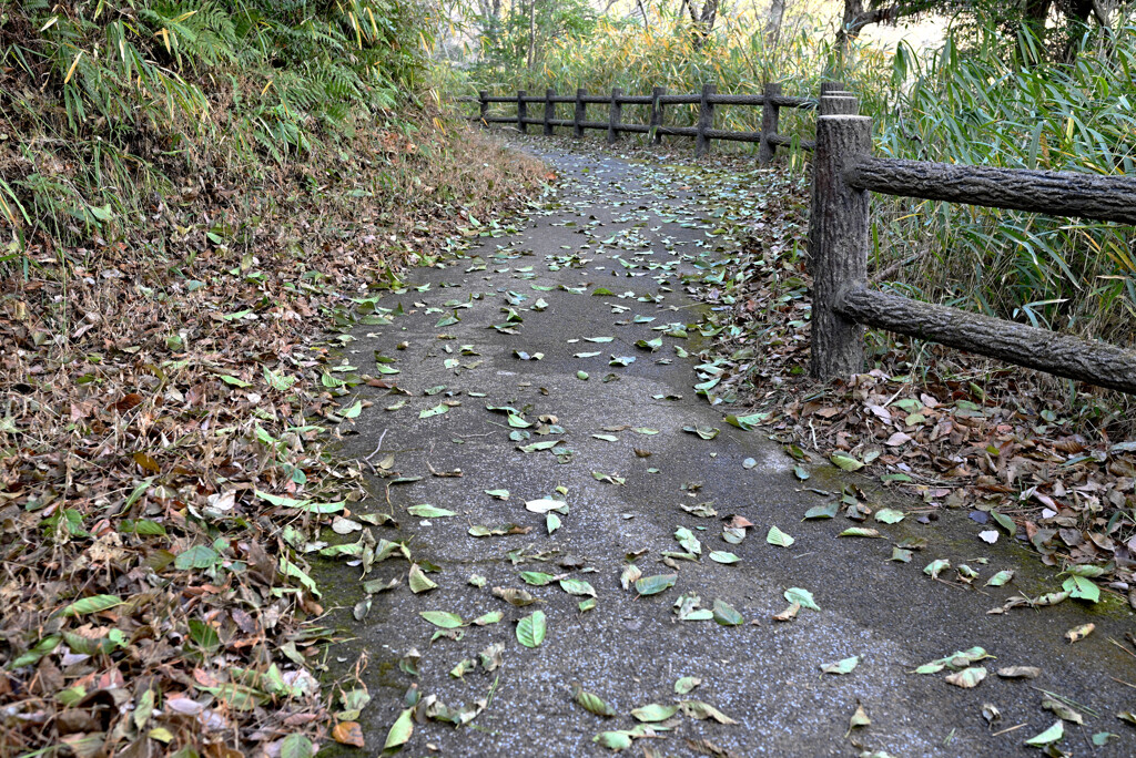誰かが撒いたのか？