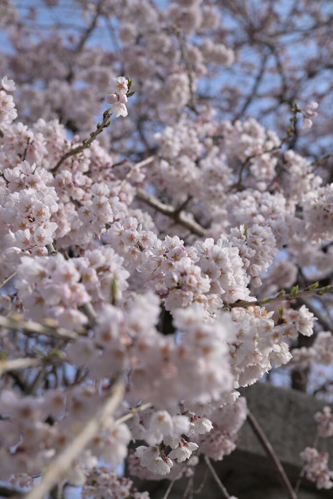 しだれ桜