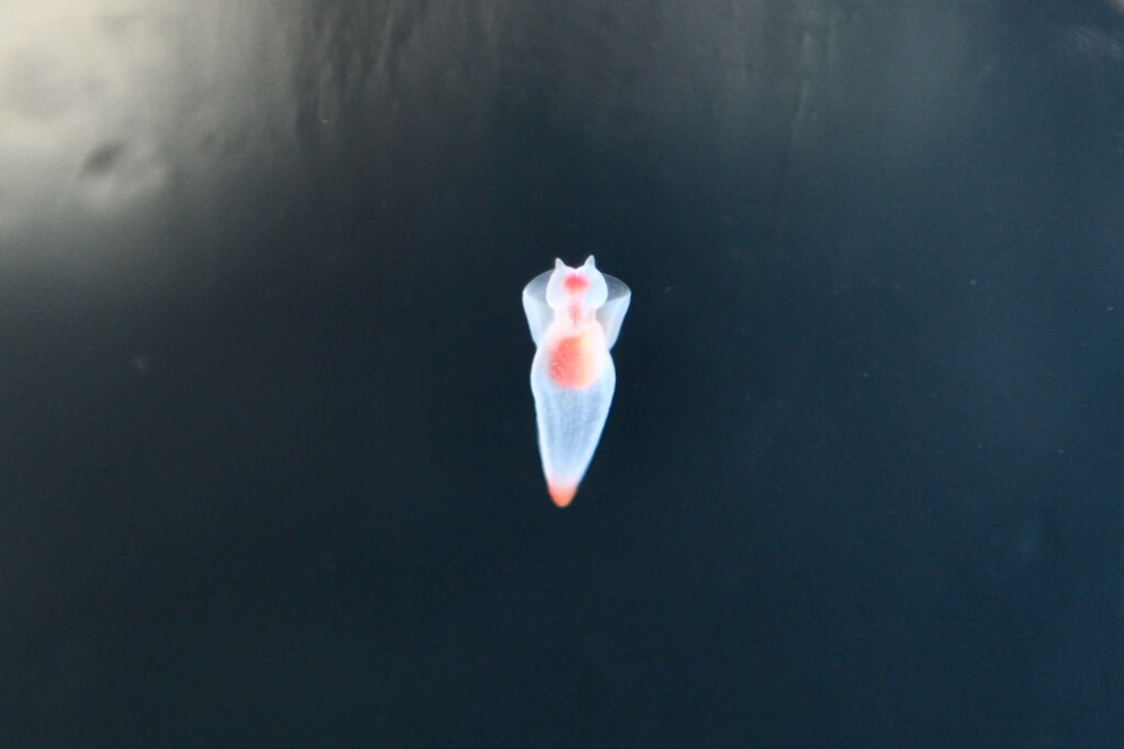 流氷の妖精
