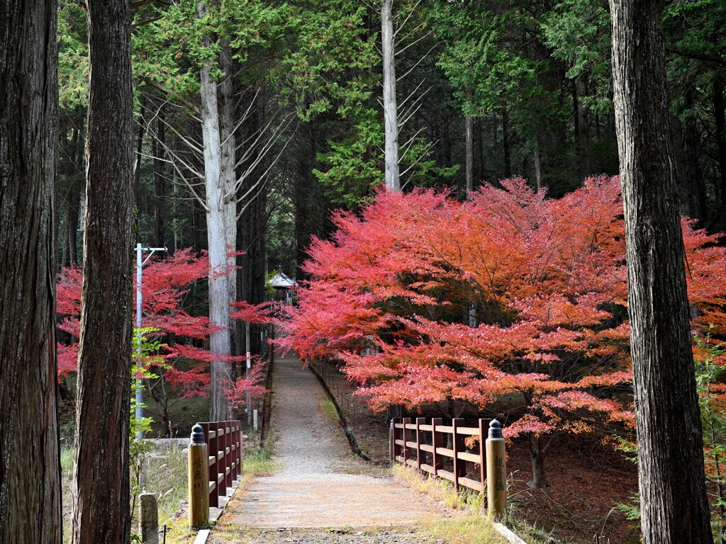 紅葉参り