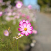 目立ちたがり