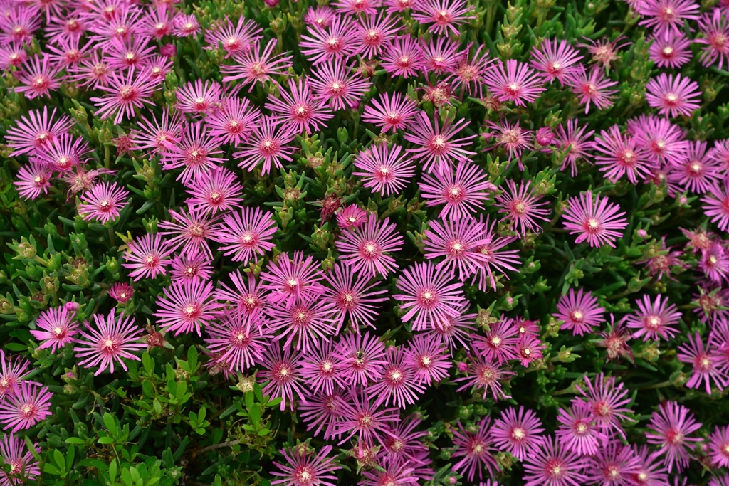 花一面