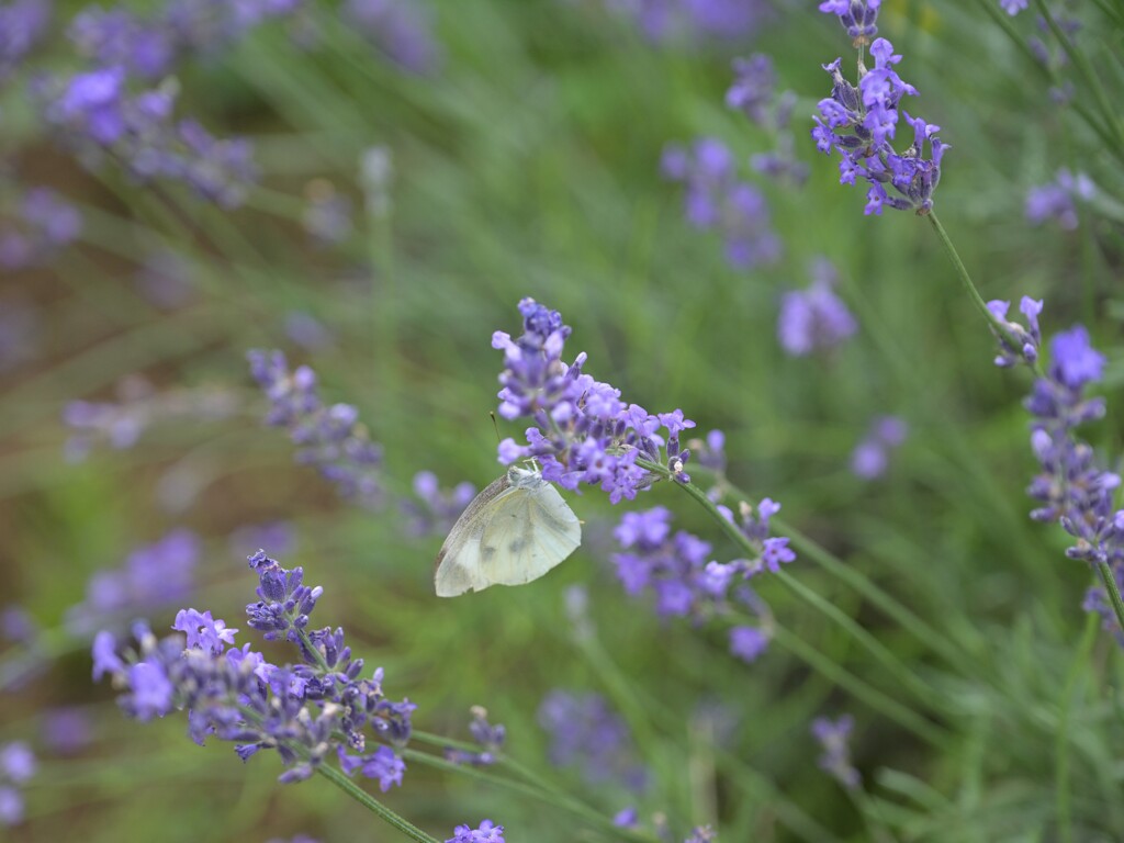 花と蝶②