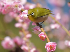 今年のウメジロー⑪