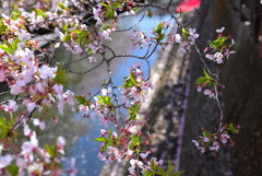 葉桜へ