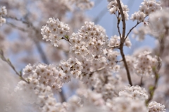 枝垂れ桜満開