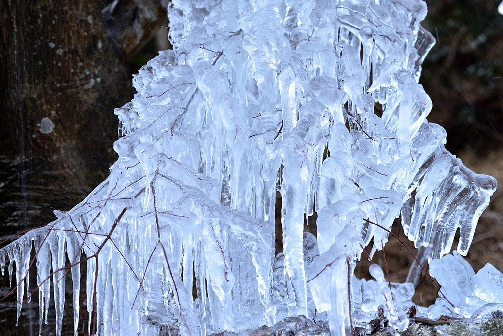 wood in ice 2