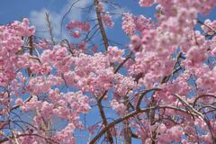 青空に映えて桜満開