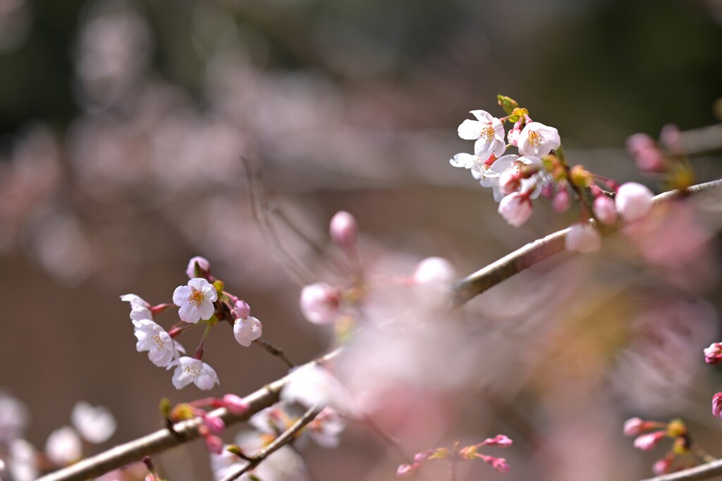 山桜