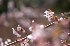 山桜
