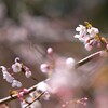 山桜