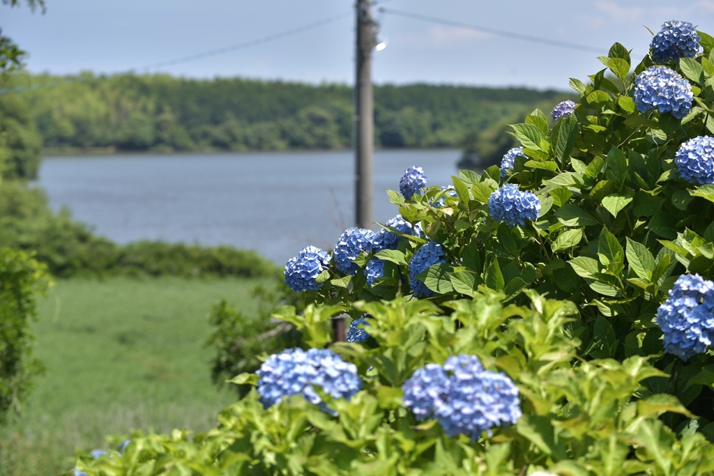 紫陽花と池