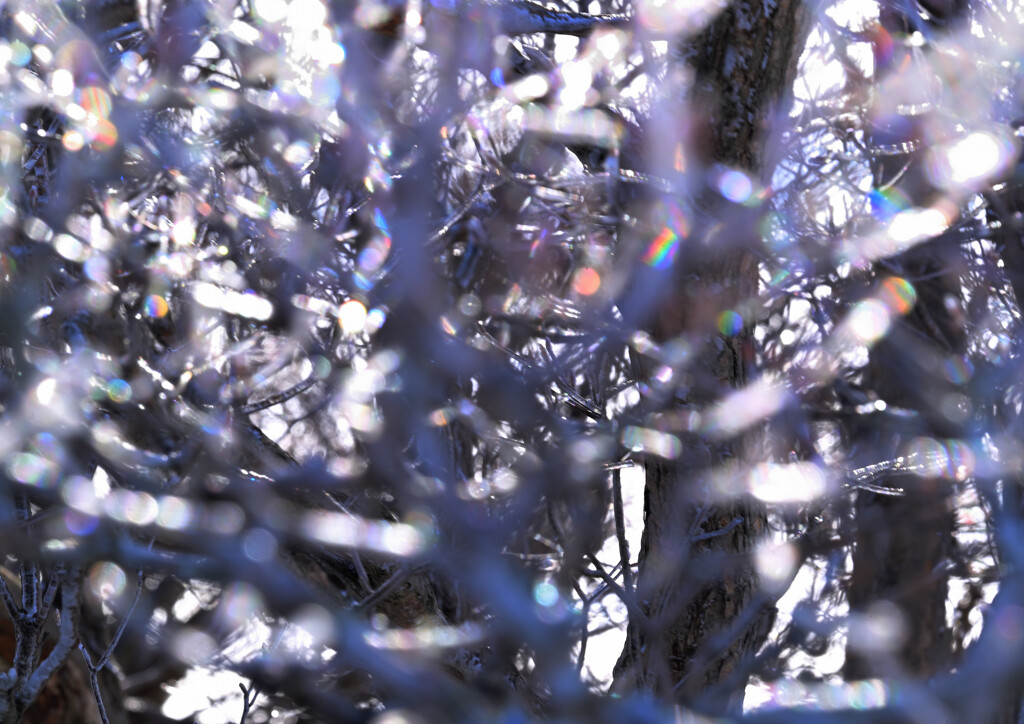 樹氷スペクトル