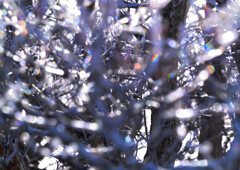 樹氷スペクトル