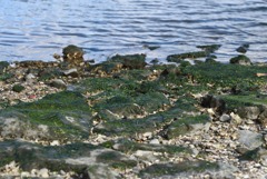 海苔