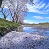 田園の花筏