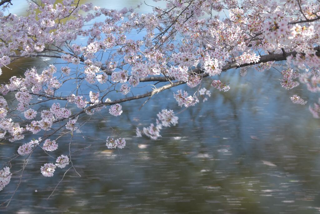 流れる桜