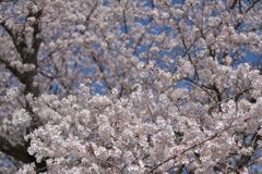 桜満開