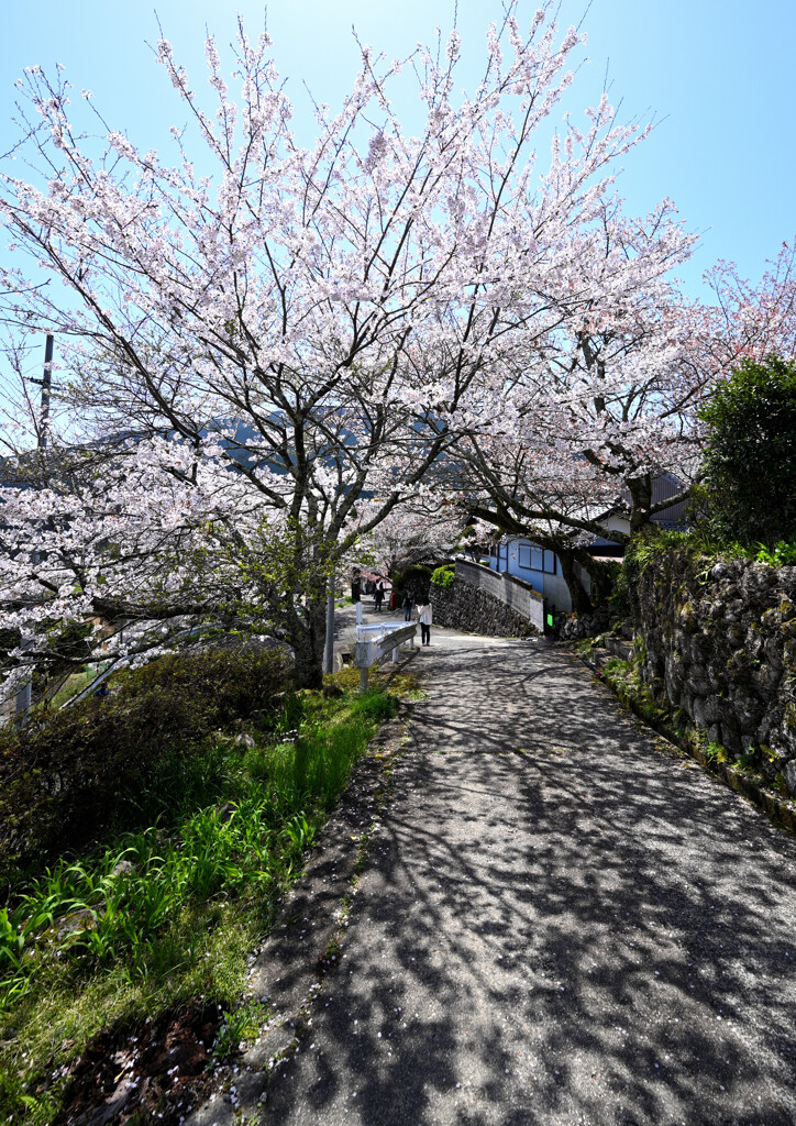 影桜